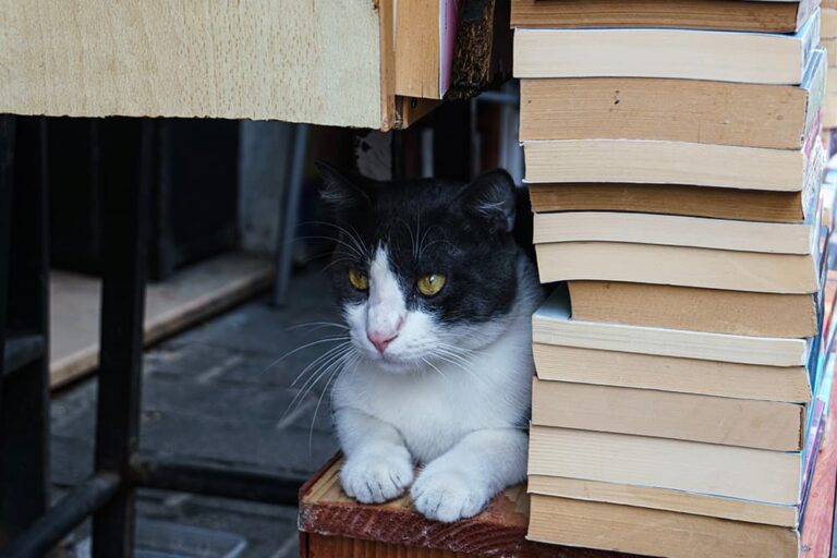 トルコの都市イスタンブールにある古書市場サハフラル・チャルシュスで、積み上げられた古本の横で静かに佇む白黒の猫の姿