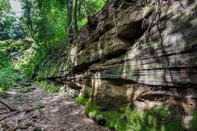 木々に囲まれた豊かな自然のなか、苔むした岩壁と地層が続くヴェイオ州立公園の静けさ漂うハイキングコース