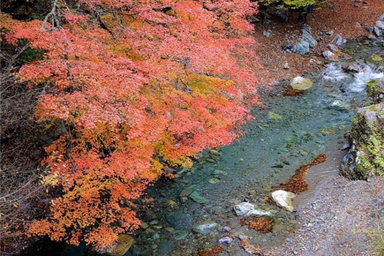 四國賞楓景點 #1|高知縣別府峽