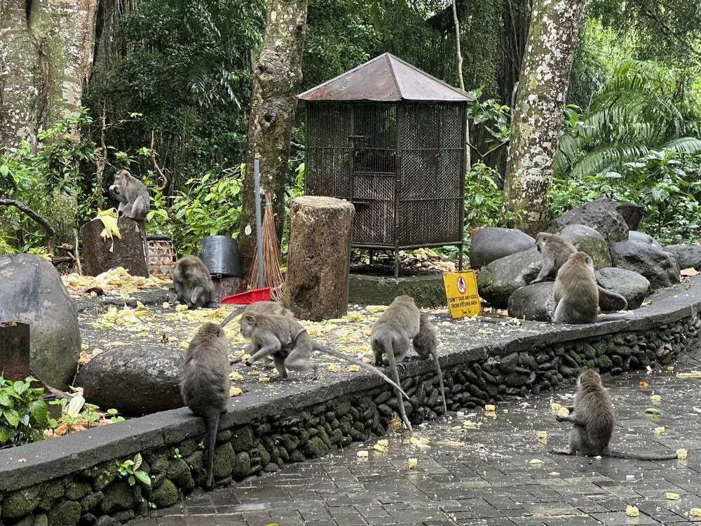 峇里島景點 #10 | 聖猴森林公園