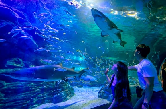 釜山 SEA LIFE 水族館