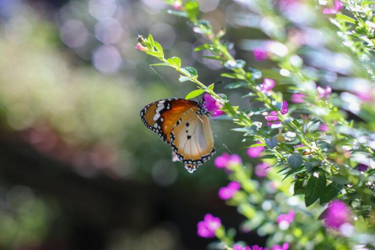 檳城景點 #5 | 蝴蝶園 （Entopia by Penang Butterfly Farm）