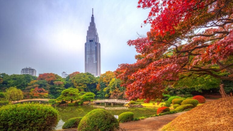 日本东京新宿御苑秋景