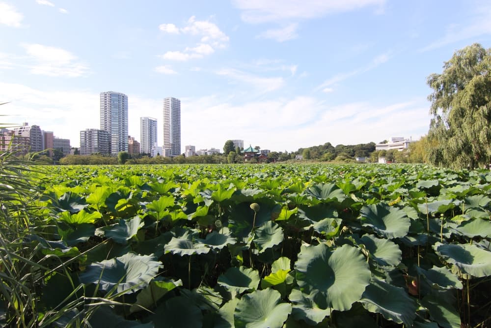 上野公園