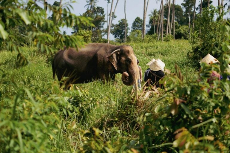 Samui Elephant Home