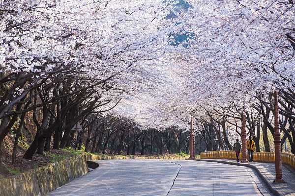 輪中路櫻花