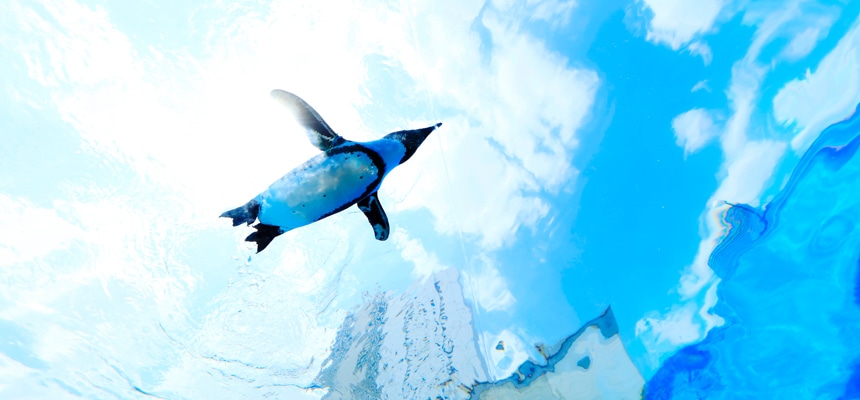 東京親子景點：陽光水族館＆陽光60瞭望台