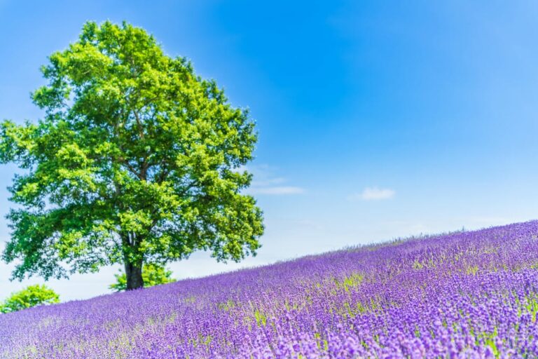 北海道自由行景點推薦 #4｜富良野富田農場