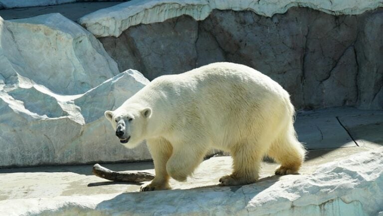 東京親子景點 #6 | 上野動物園