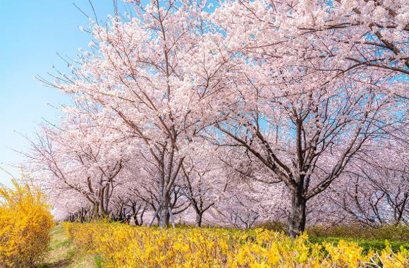 釜山櫻花 #4｜大渚生態公園