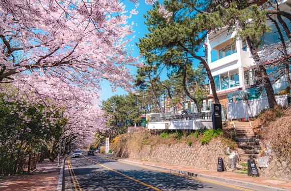 釜山櫻花 #8｜海雲台迎月路