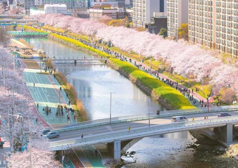 釜山賞櫻 #9｜溫泉川市民公園（東萊溫泉川櫻花路）