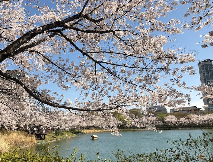 韓國櫻花季#2｜石村湖水公園