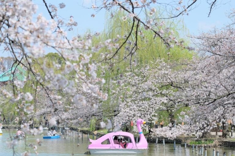東京賞櫻推薦：上野公園