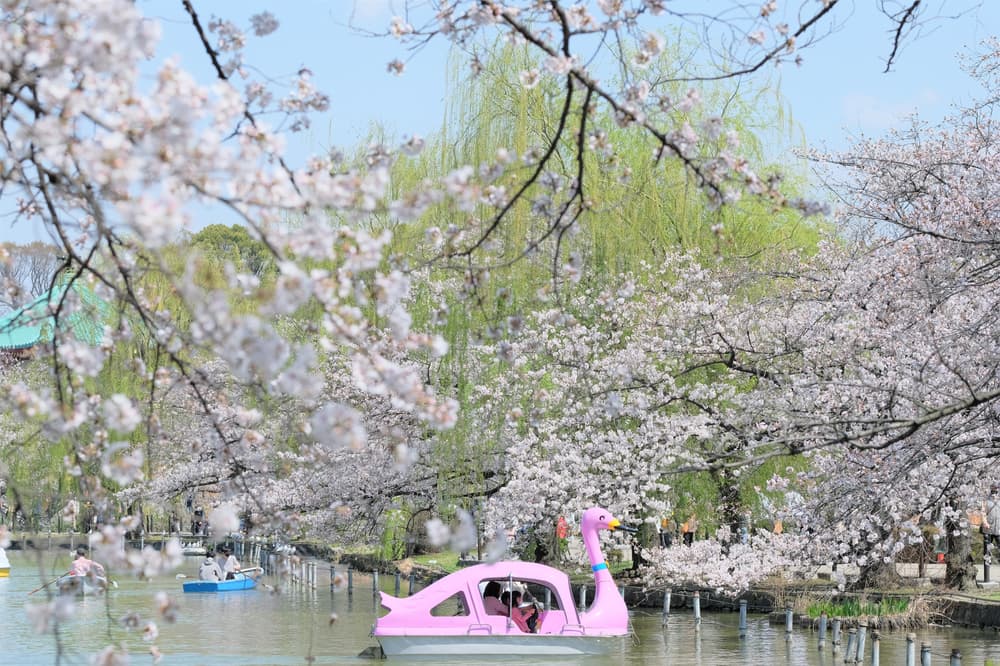 東京賞櫻推薦：上野公園