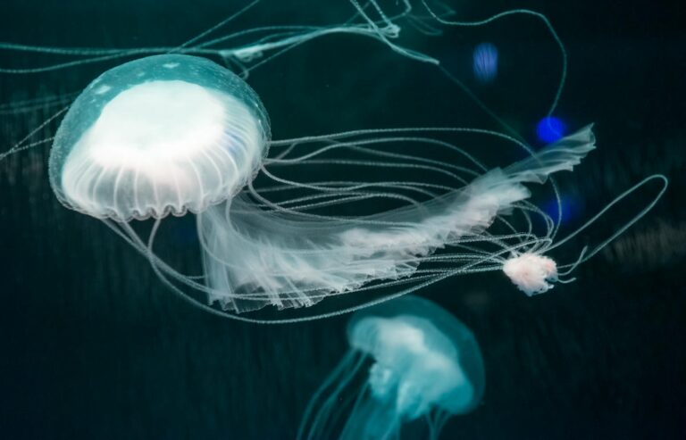 馬尼拉旅遊景點 #9 | 馬尼拉海洋公園