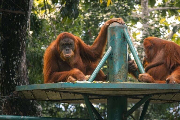 吉隆坡景點推薦 #6 | 吉隆坡動物園 (Zoo Negara)