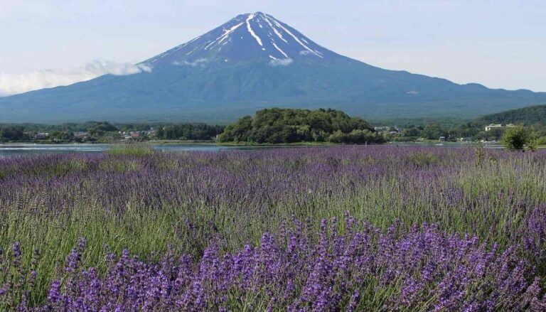 河口湖景點 #7|河口湖自然生活館