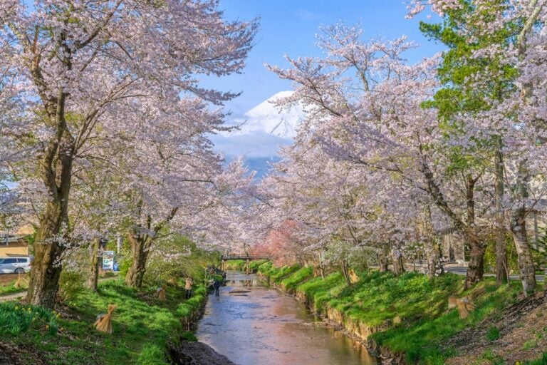 河口湖景點 #5|忍野八海