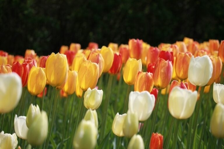 加拿大春天推薦景點：渥太華鬱金香節（Canadian Tulip Festival）