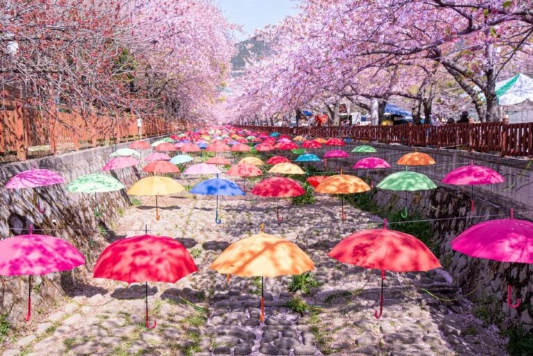 韓國旅遊季節：春天