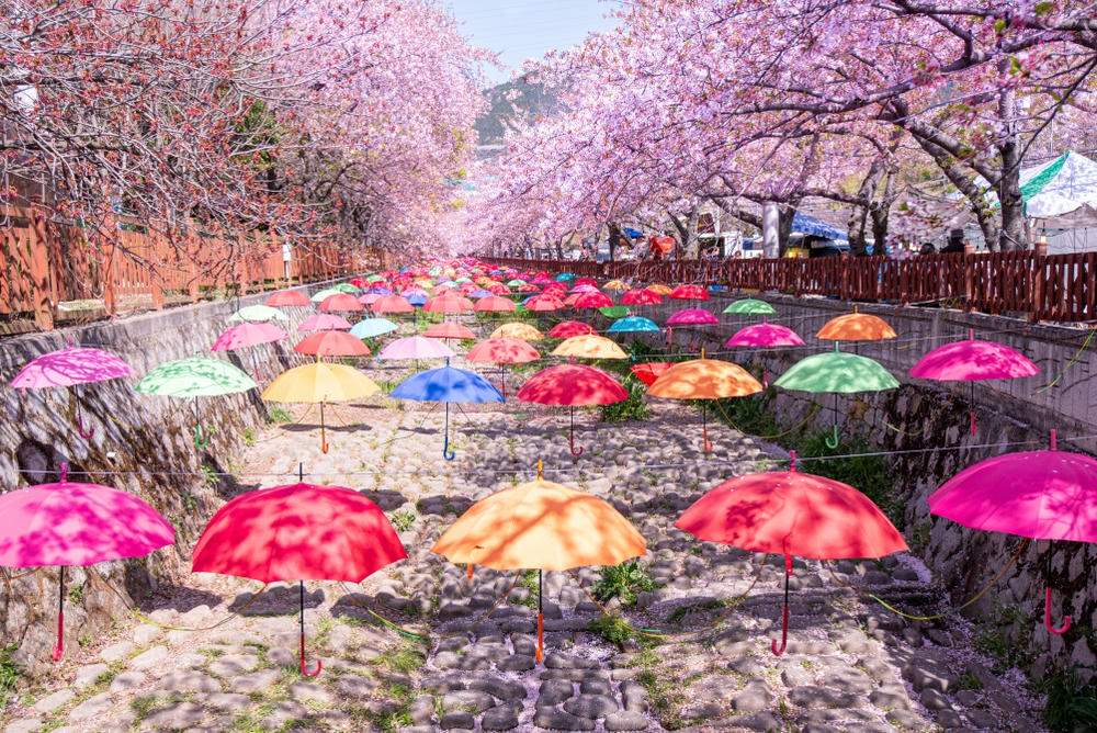 韓國旅遊季節:春天