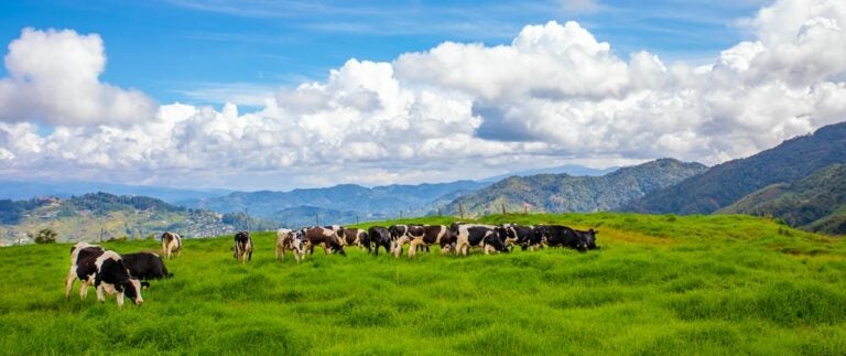 神山牧場(Desa Dairy Farm)
