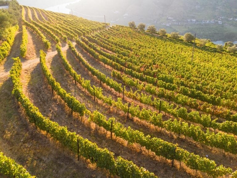 葡萄牙自由行秋季推薦地點 #1 | 杜羅河谷（Douro Valley）