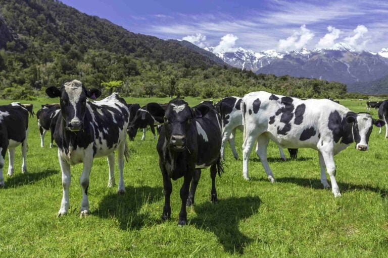新西兰乳牛