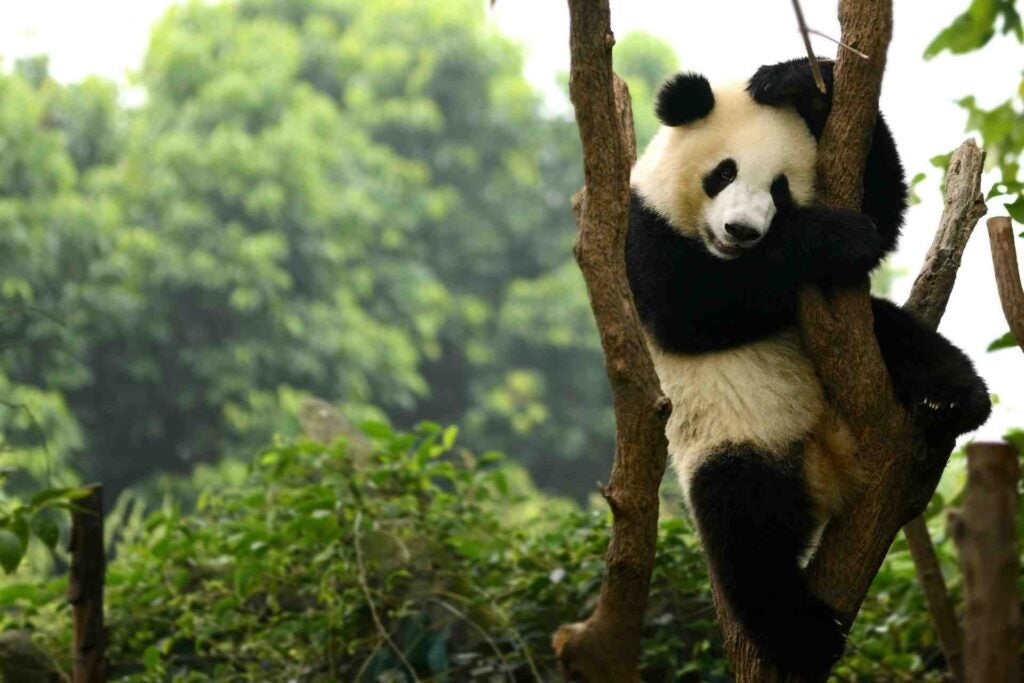 成都大熊猫繁育研究基地