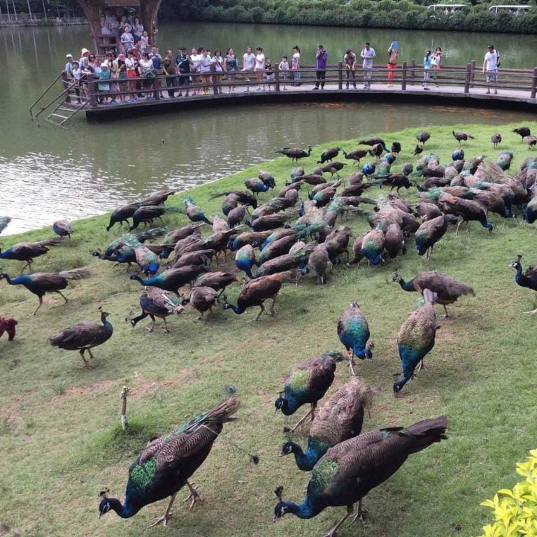西双版纳孔雀园
