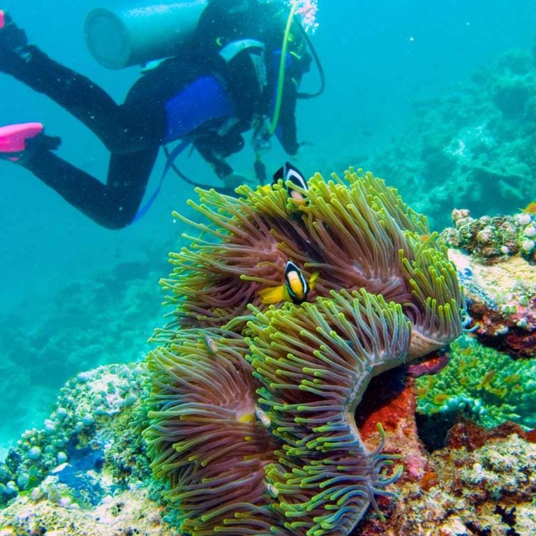 澳洲旅游:大堡礁