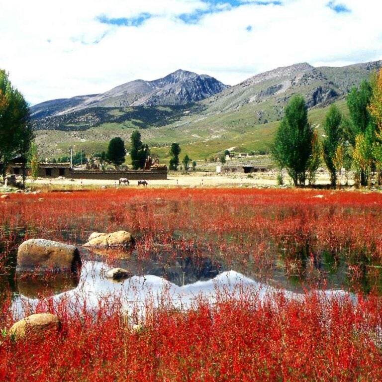 稻城亚的旅游:红草地