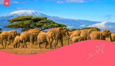 Flokk med afrikanske elefanter med Kilimanjaro i bakgrunnen som utvalgt bilde til en artikkel om internett i Kenya.